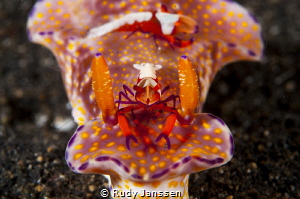 Emperor shrimp rides on a nudibranch by Rudy Janssen 